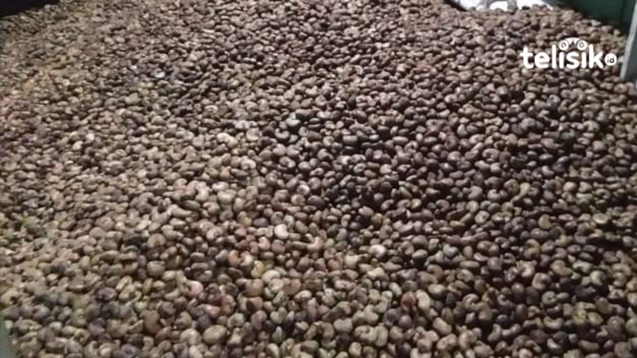 Langkah Dinas Pertanian Benahi Jambu Mete di Buton Utara