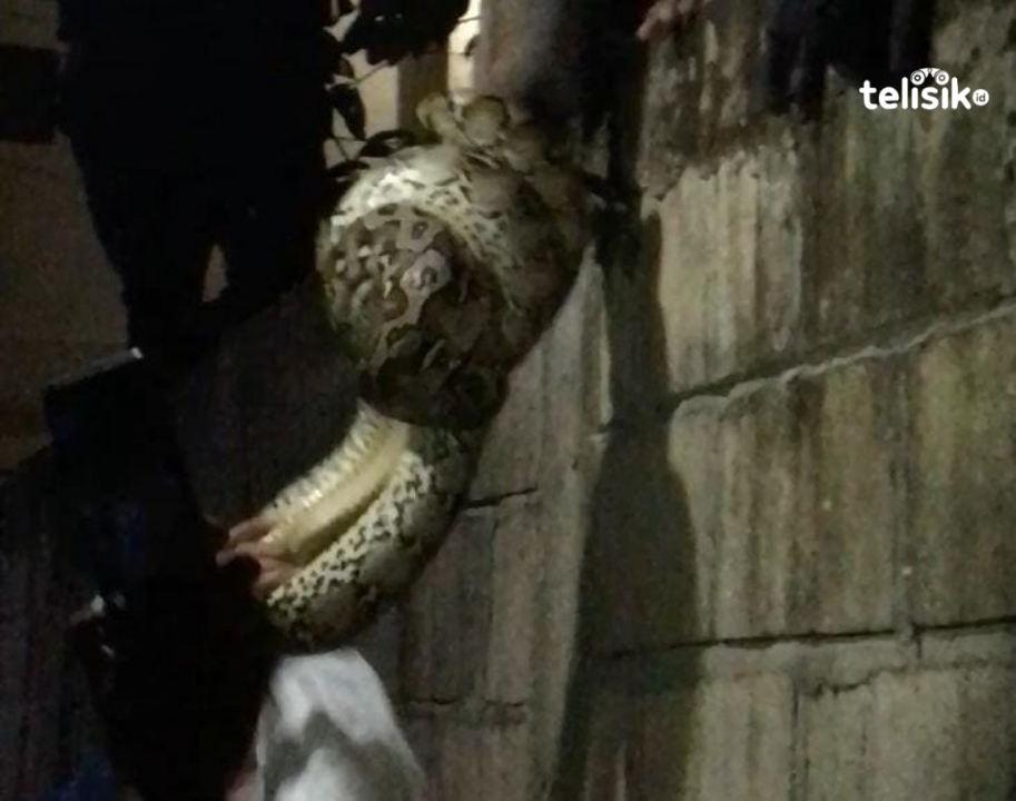 Niat Menangkap Ular, 1 Orang Dipatuk Ular Piton