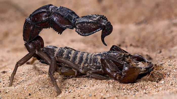 Ribuan Kalajengking Serbu Warga, Tiga Orang Dilaporkan Meninggal