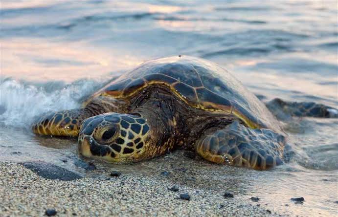 Tangkap Penyu, Nelayan di Flores Timur Diamankan