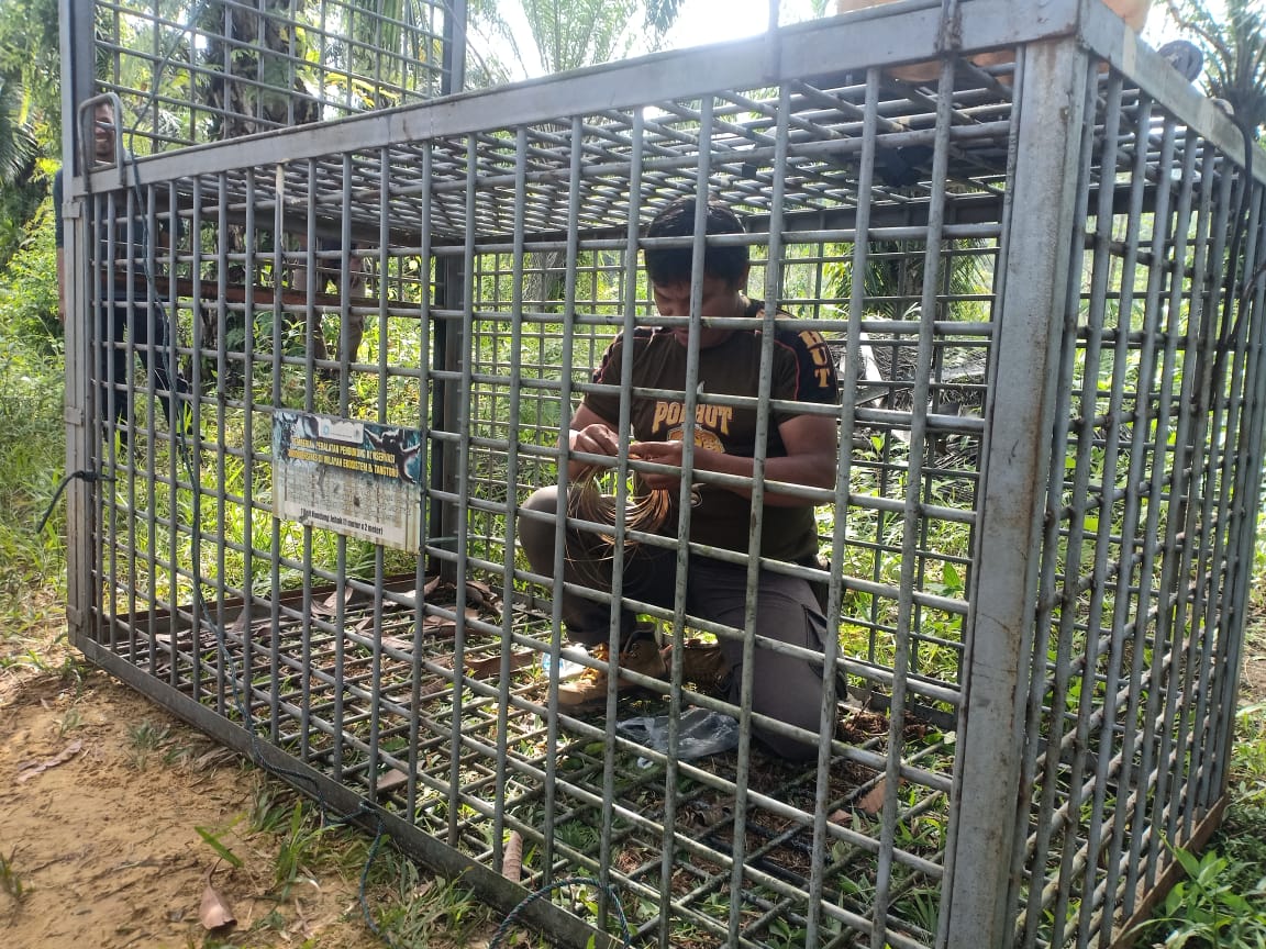 Waspada, Harimau Sumatra Masuk Pemukiman Warga