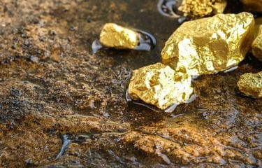 Wow, Indonesia Ternyata Bisa Ditumbuhi Tanaman Penghasil Emas