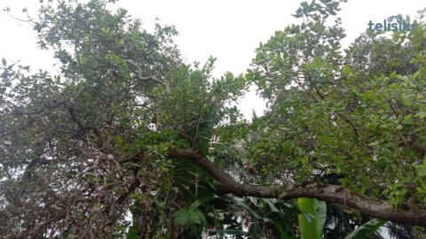 Kabar Baik untuk Petani Jambu Mete di Buton Utara, Ini Kata Kadis Pertanian