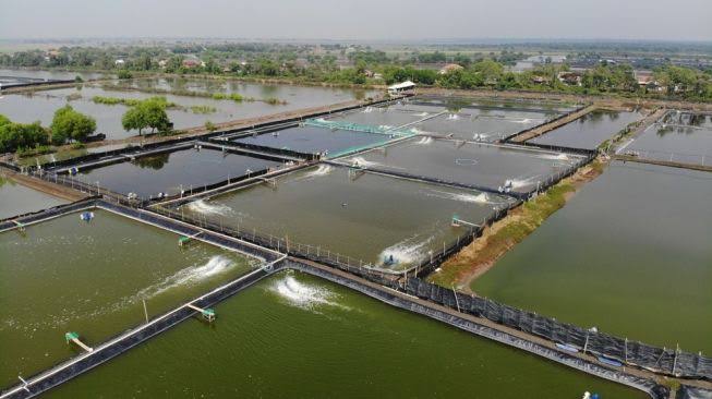 Pemkab Muna Sertifikatkan 1.000 Hektare Lahan Tambak Udang