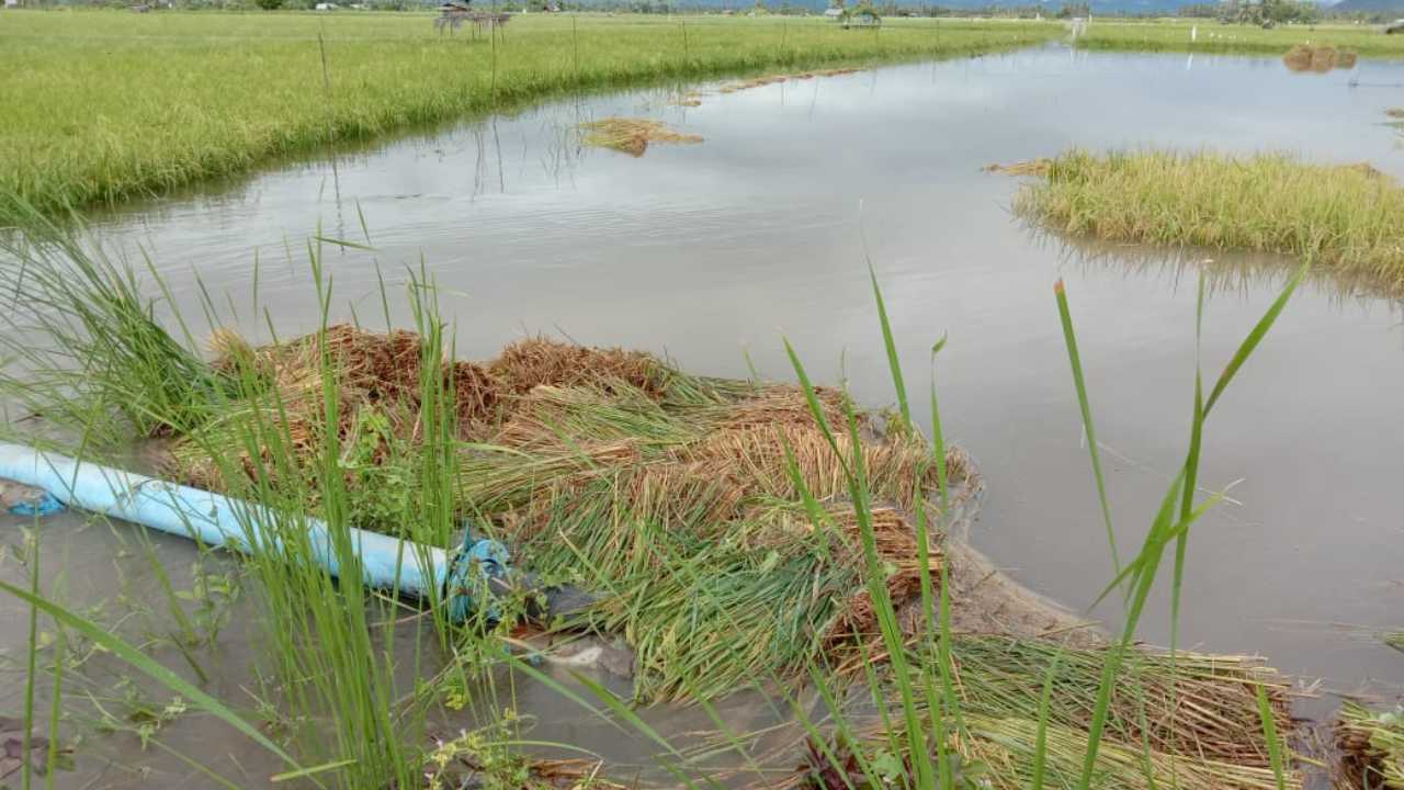 Hasil Panen Petani di Koltim Alami Penurunan Drastis Efek La Nina