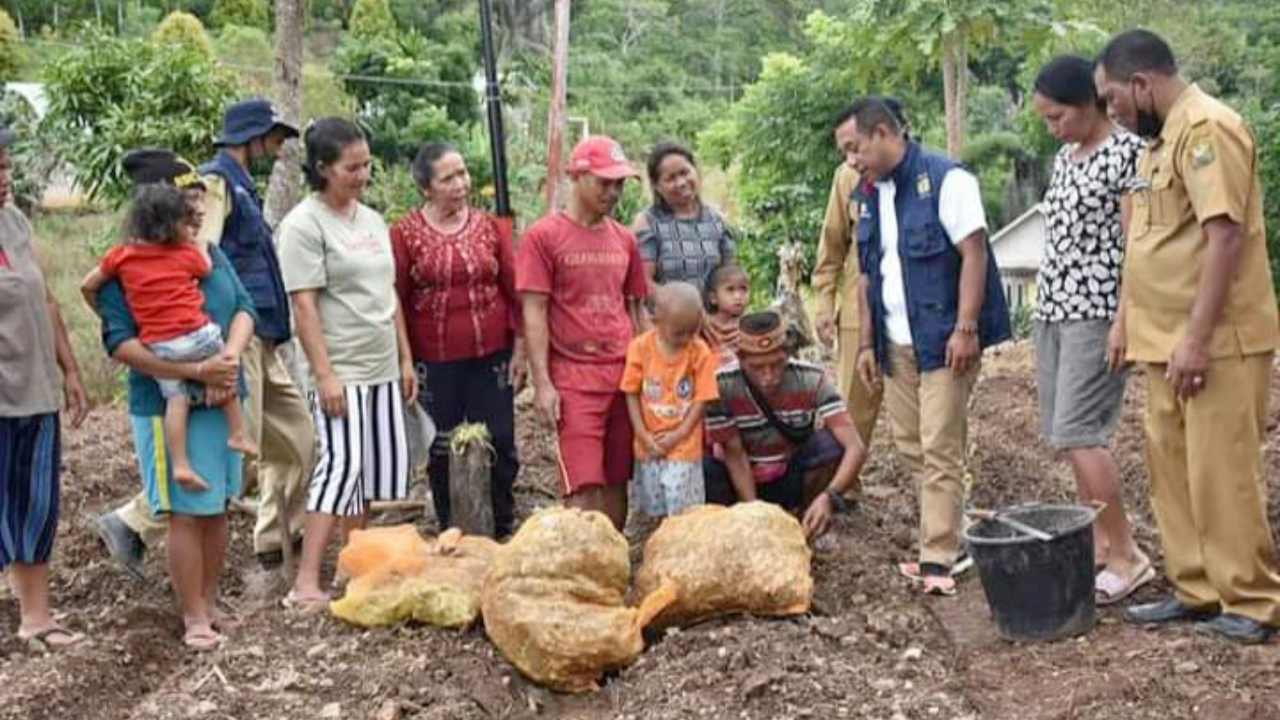 Mulai Gencarkan Budidaya Rempah, Manggarai Yakin Bisa Datangkan Pembeli