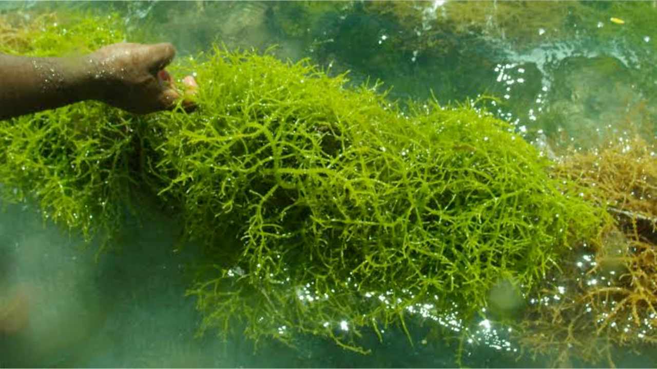 Pelaksanaan Berbeda dari Kontrak, Proyek Pengadaan Bibit di Busel Diduga Curang