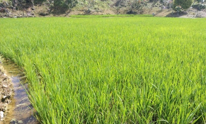 Satu Desa di Kolut Jadi Sentra Budidaya Padi Ladang Varietas Mekongga