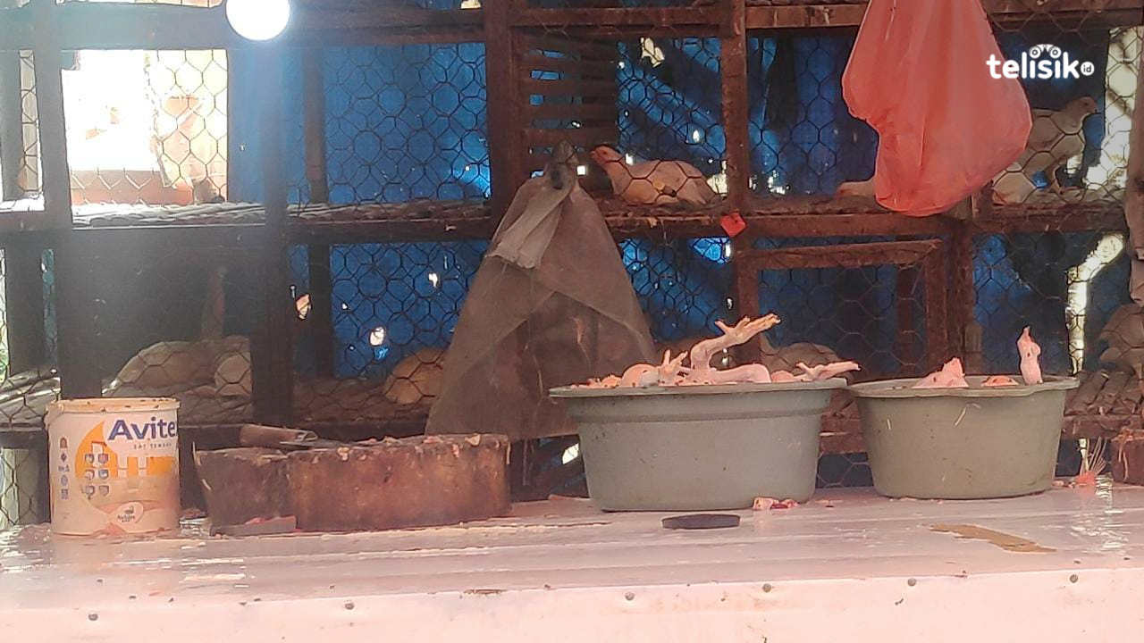 Sempat Naik Menjelang Natal, Harga Ayam Potong Kembali Normal