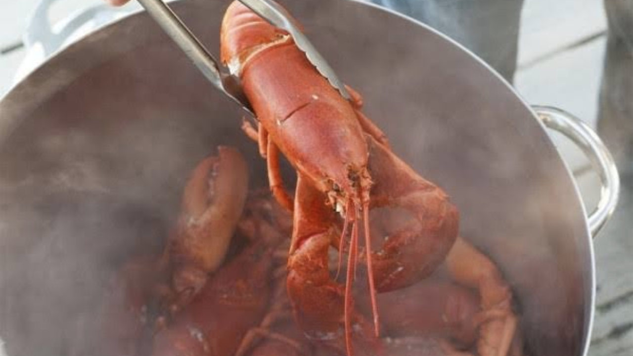 Unik, Bakso Bahan Lobster dan Kepiting Ada di Kendari