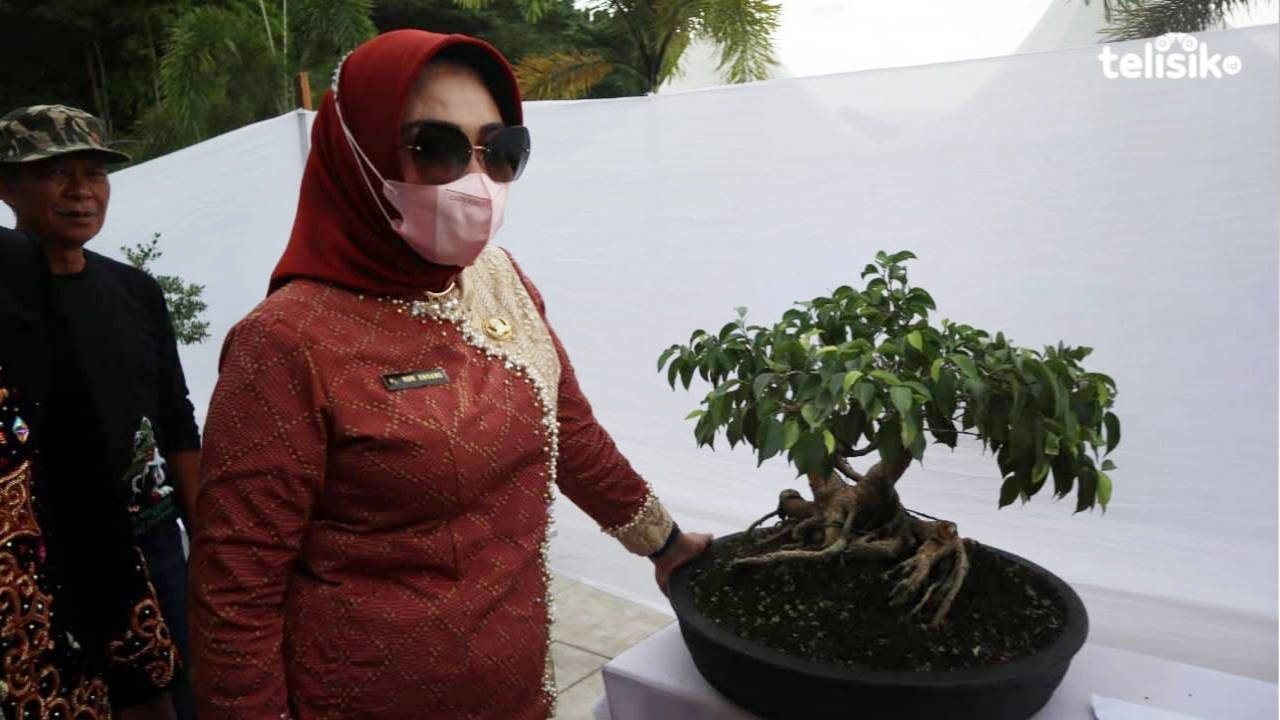 Pameran Tanaman Hias di HUT Kolut ke-18 Hadirkan Bonsai Tertua di Kolut