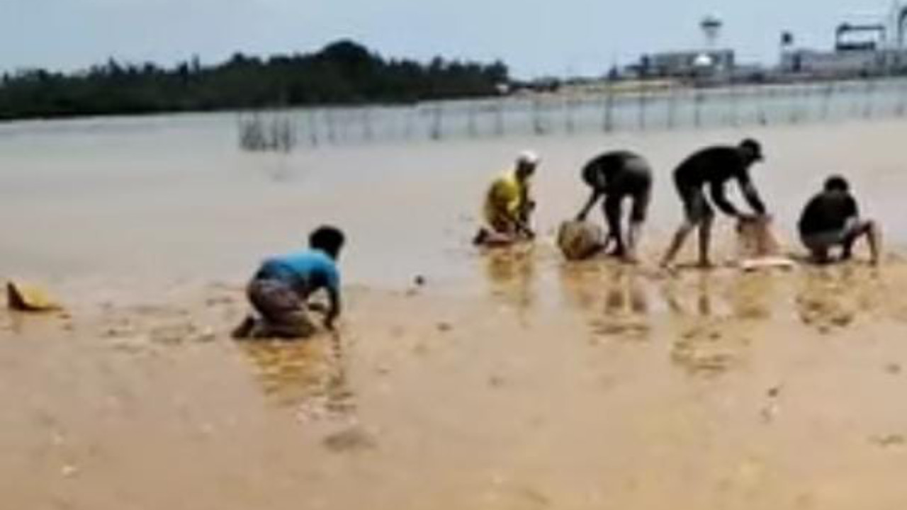 Akademisi Beri Tanggapan Fenomena Matinya Ribuan Ikan di Perairan Nambo