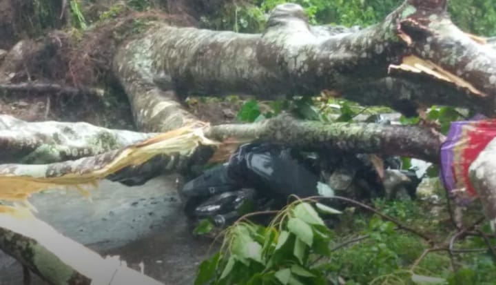 Antar Sepupunya ke Gereja, Seorang Pelajar di Manggarai Tewas Tertimpa Pohon Kemiri