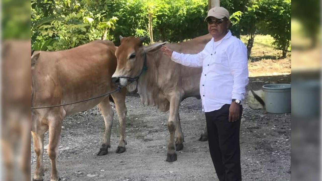 Di Butur, Pelihara 10 Ekor Sapi di Lahan 1 Hektare Bisa Dapat Tabungan Rp 250 Juta?