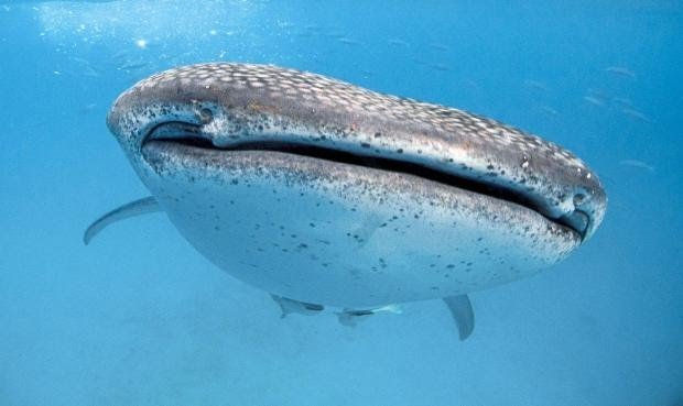 Hewan Besar Ini Muncul di Pantai Citepus Sebelum Banten Diguncang Gempa