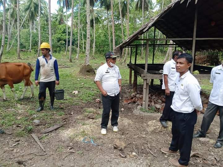 Manfaatkan Potensi Lahan Tidur, Dinas Pertanian Butur akan Siapkan Bibit Sapi