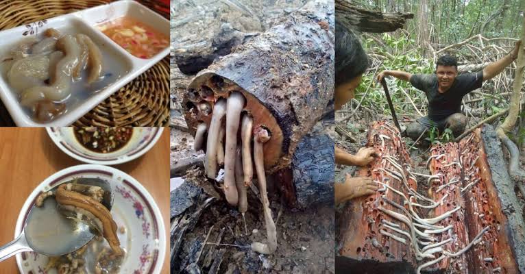 Mengenal Tambelo, Panganan Ekstrim Khas Sulawesi Tenggara