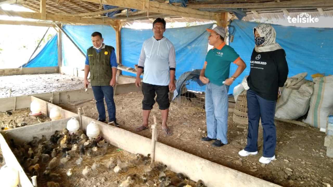 Punya Peluang Bisnis, Dinas Peternakan Konsel Lirik Hewan Itik