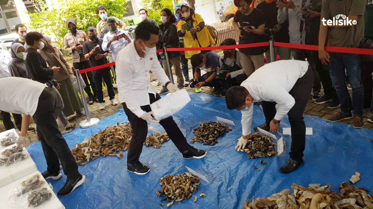 Rumah Makan di Makassar Jual Daging Penyu Hijau Yang Dilindungi