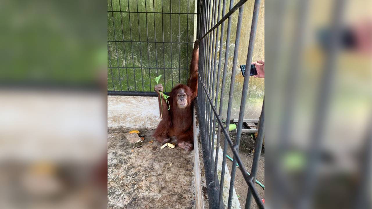 Selain di OTT KPK, Bupati Langkat Non Aktif Kurung Satwa Dilindungi Negara