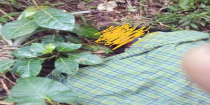 Seorang Anak di Matim NTT Perkosa Ibu Kandungnya