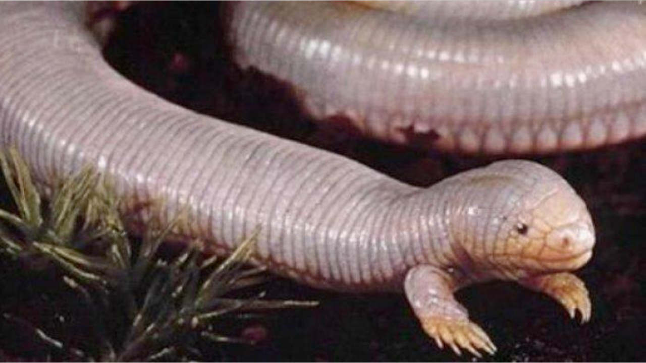 Tanda Kiamat Makin Dekat, Munculnya Binatang Melata yang Dapat Berbicara