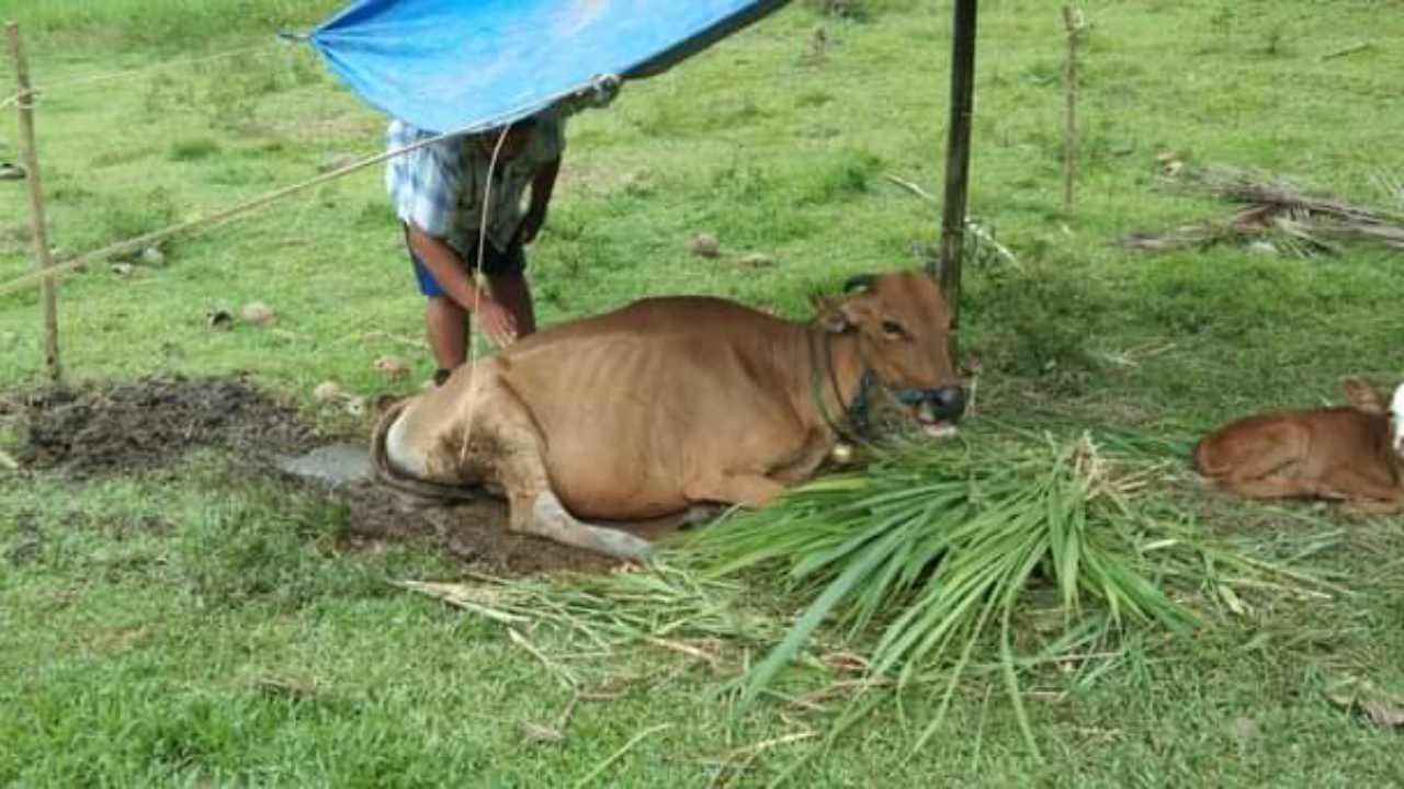 Ternak Sapi di Butur Akan Diansuransikan, Asal Jangan Dibunuh Sendiri