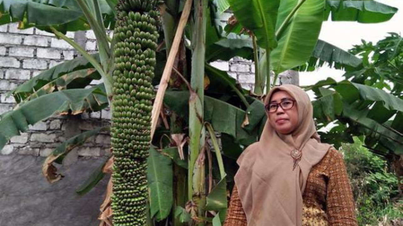 Unik: Pohon Pisang Ini Berbuah Seribu Biji dengan Panjang Tandan Lebih 2,5 Meter