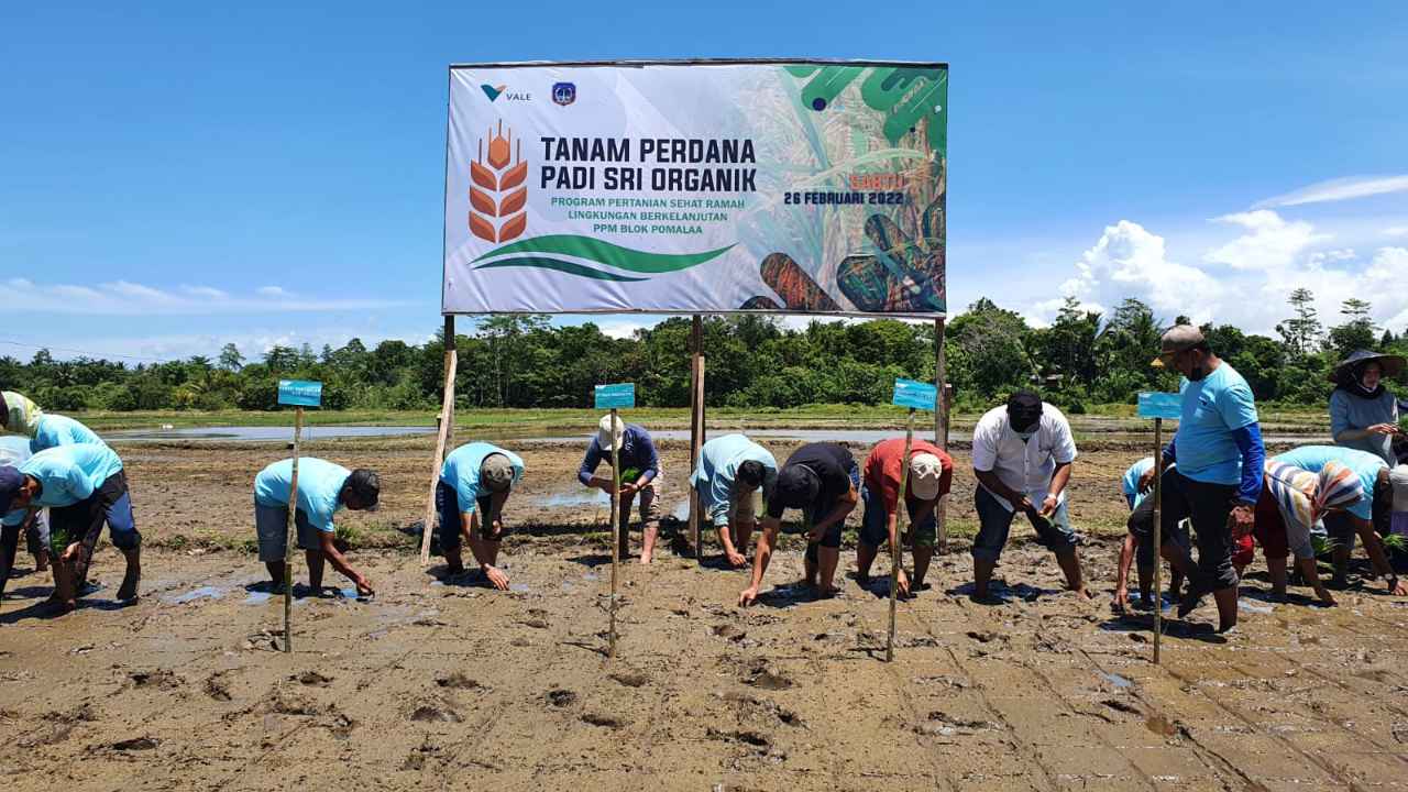 PT Vale Kembangkan Padi SRI Organik di Blok Pomalaa Kolaka
