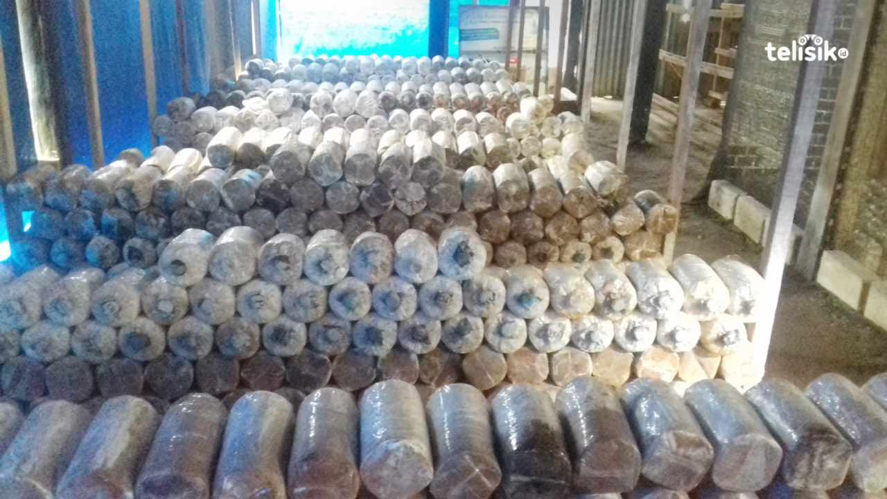 Aplikasikan Ilmu saat Kuliah, Pemuda Ini Sukses Buka Usaha Jamur Tiram