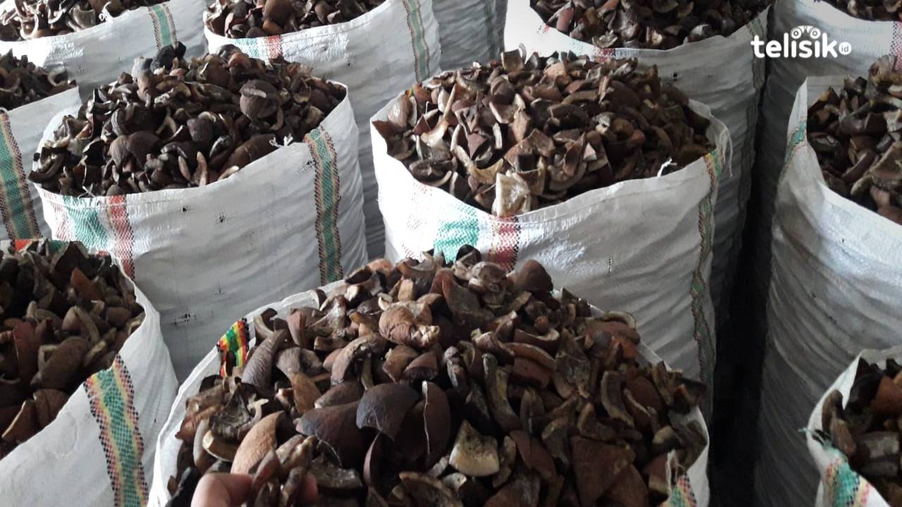 Harga Mulai Naik, Produksi Kopra di Wakatobi Meningkat