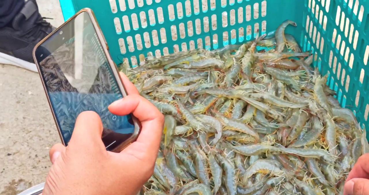 Ibarat Mimpi Jadi Kenyataan, Pemkab Wakatobi Sukses Panen Udang Vaname