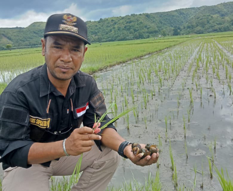 Keong Mas Serang Lahan Sawah di Lamba Leda Utara NTT