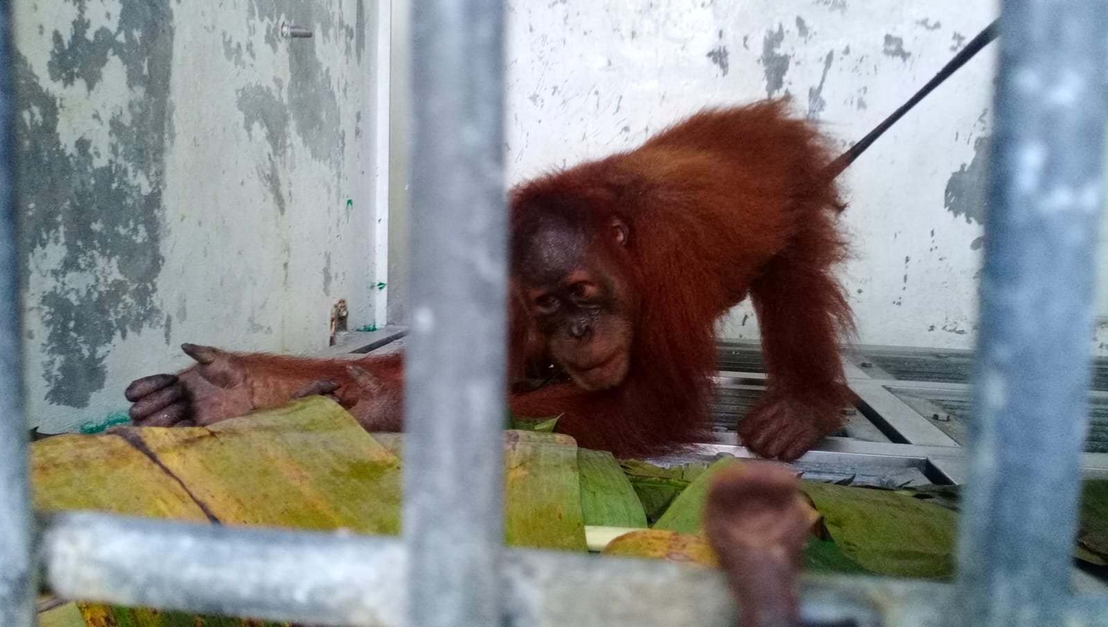 Polisi dan BBKSDA Tangkap Tiga Pemuda Jual Orangutan