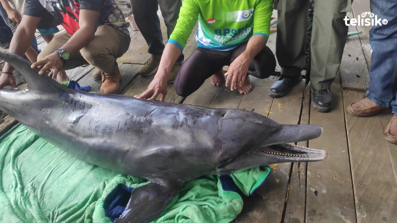 Terdampar di Kali Wanggu, Lumba-Lumba Hidung Botol Akhirnya Mati
