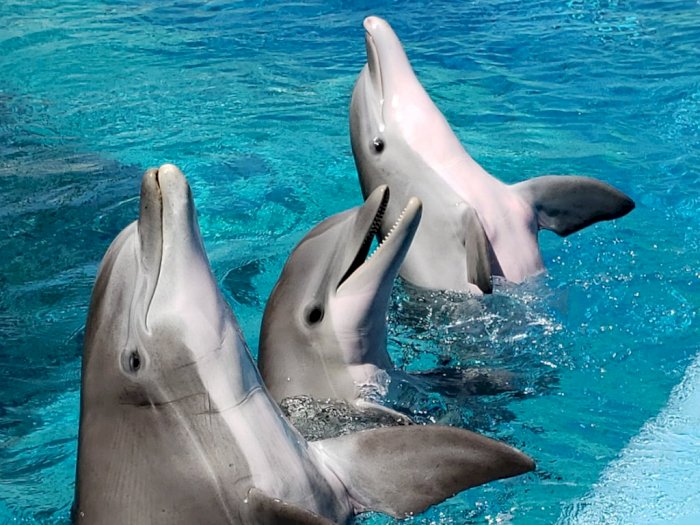 Wanita Ini Berhubungan Intim dengan Lumba-Lumba yang Bunuh Diri karena Patah Hati, Kisahnya Bikin Sedih