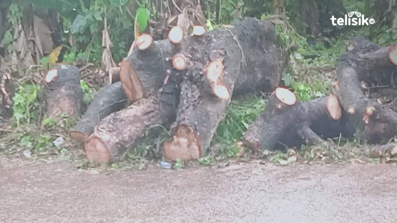 Akibat Angin Kencang, Pohon Tumbang Tutupi Ruas Jalan di Baubau