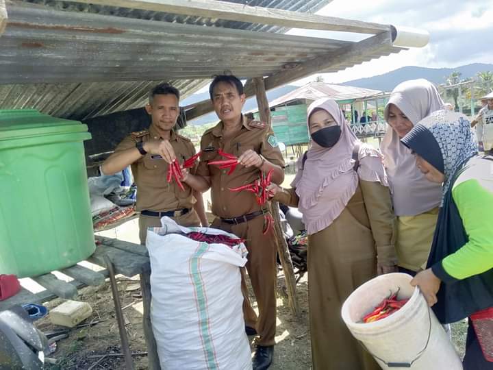 Berdayakan Petani Cabai, Dinas TPHP Konawe Lakukan Hal Ini