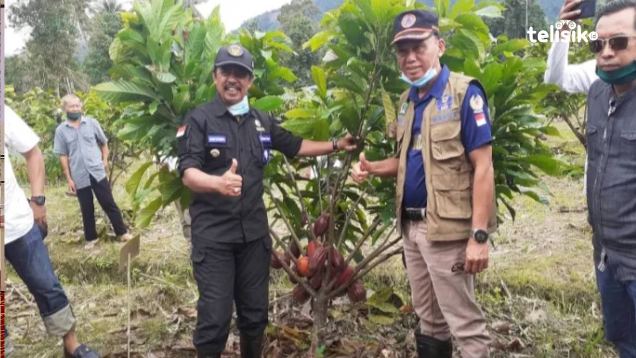 Dukung Revitalisasi Kakao, Pemkab Kolut Gelontorkan Rp 29,85 Miliar di Tahun 2021
