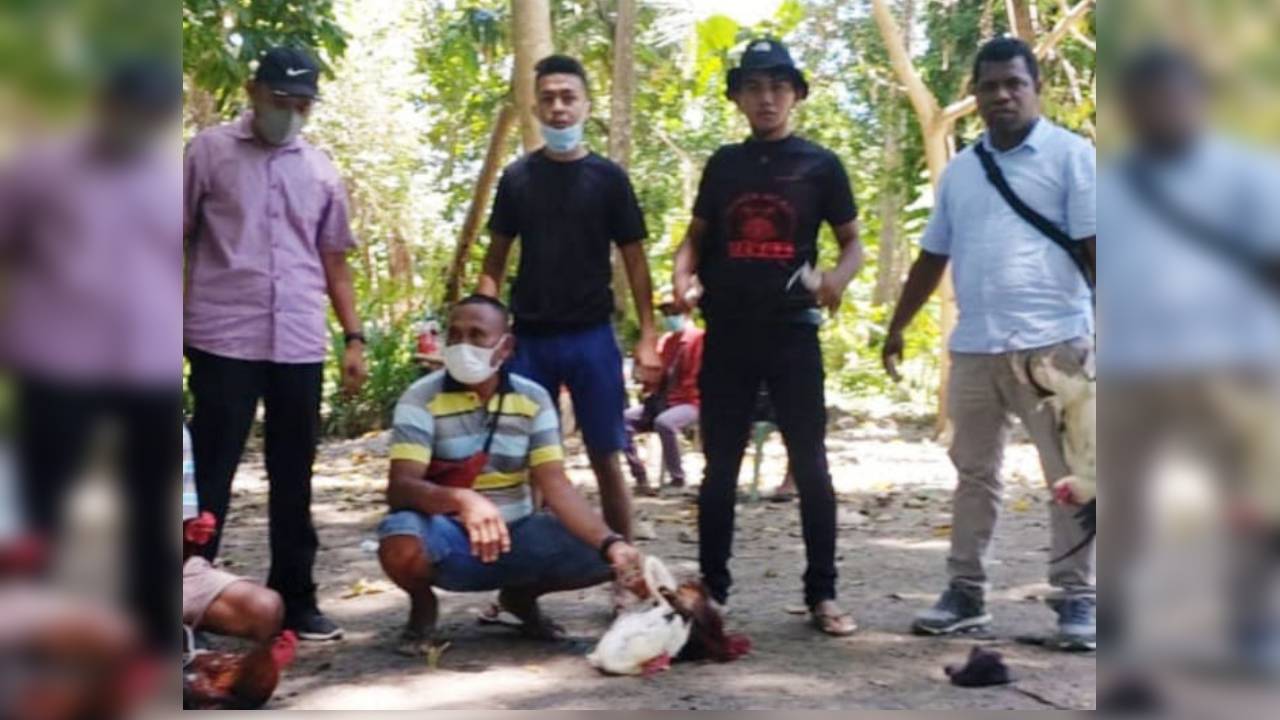Polres Malaka NTT Gerebek Judi Sabung Ayam