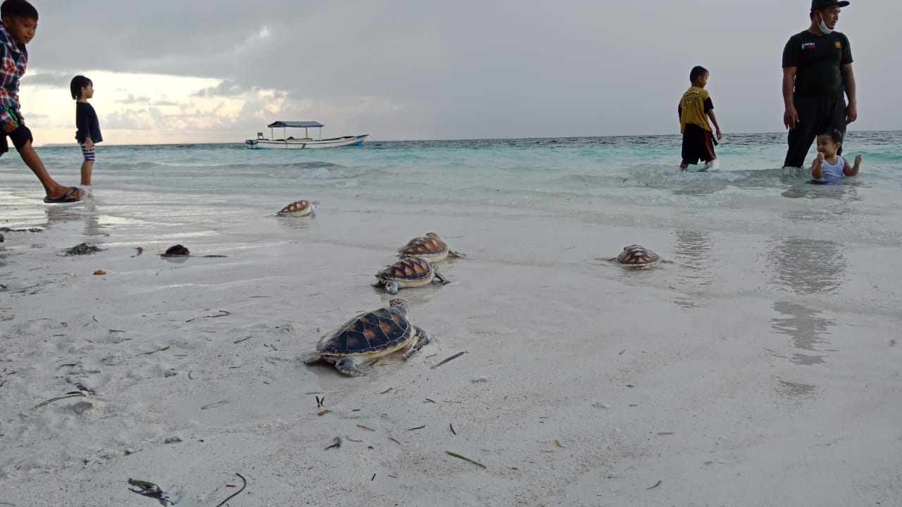 Upaya Menyelamatkan Penyu di Wakatobi pada Hari Bakti Rimbawan