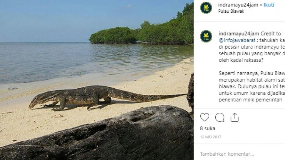 4 Pria Ini Perkosa Biawak Direkam Pakai HP, Nasibnya Bikin Kaget