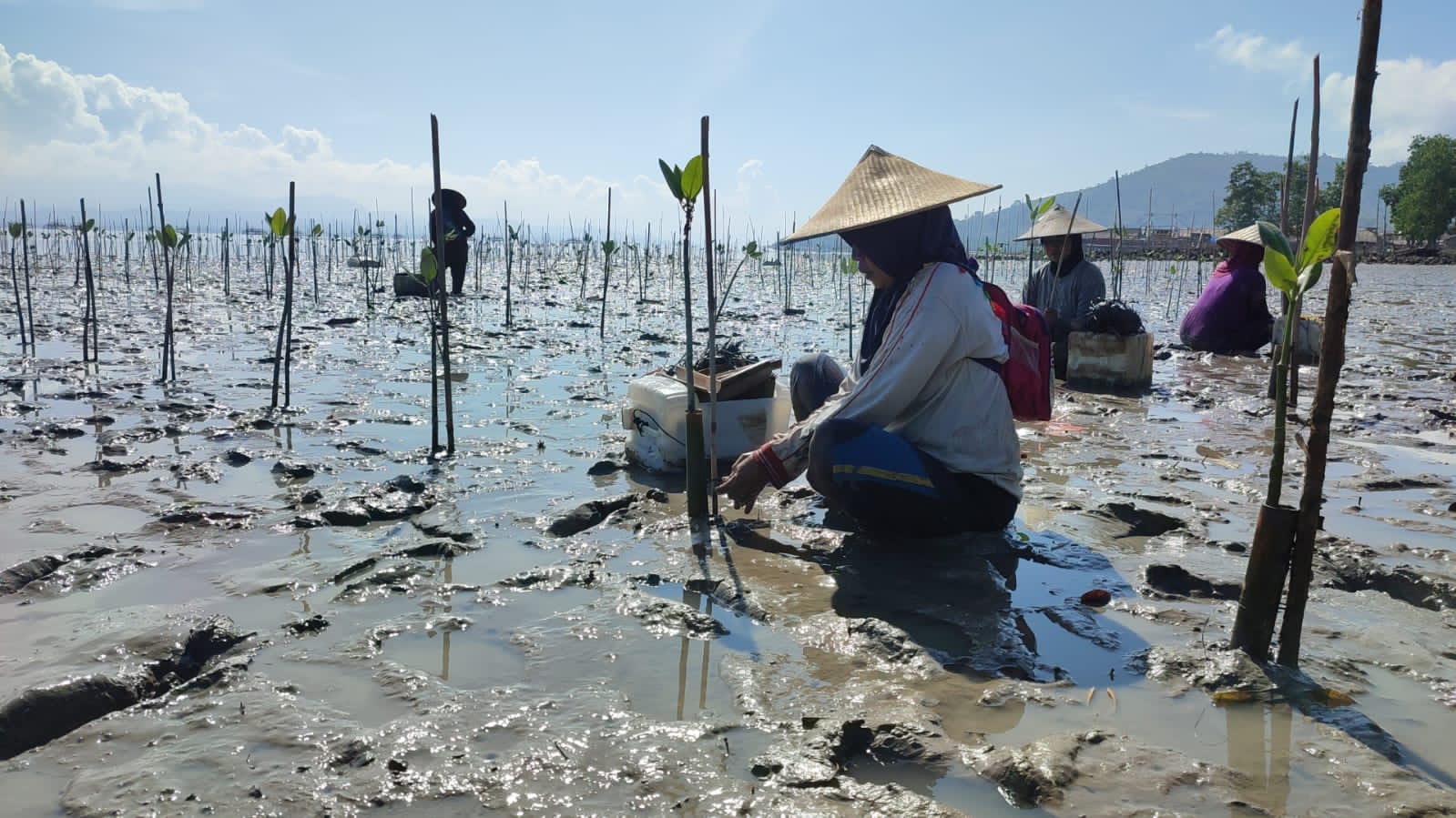 Antisipasi Kerusakan Ekosistem Lahan Basah, Dishut Sulawesi Tenggara Tanam Ribuan Bibit Mangrove