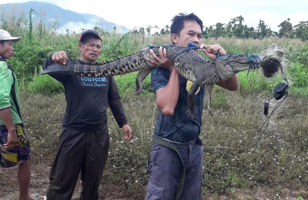 Buaya Sepanjang 1,8 Meter Terjaring Pukat Nelayan di Konut, Dikira Ikan Besar