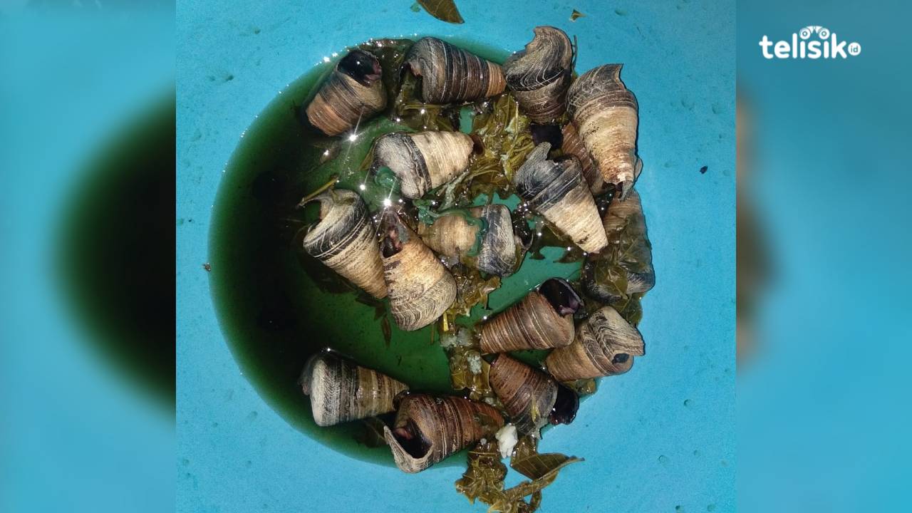 Burungo, Seafood Lezat yang Hanya Muncul saat Air Surut