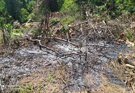 Dishut Sultra Berhasil Tekan Kerusakan Kawasan Hutan hingga 90 Persen