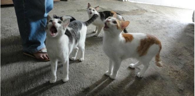 Kenali 3 Pertanda dari Allah Jika Didekati Kucing