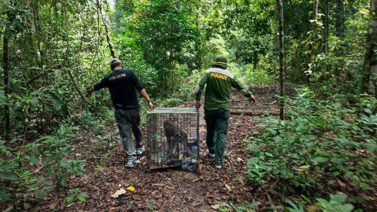 Monyet Buton Hasil Translokasi dari Papua, BKSDA Sultra Lepasliarkan di Habitatnya