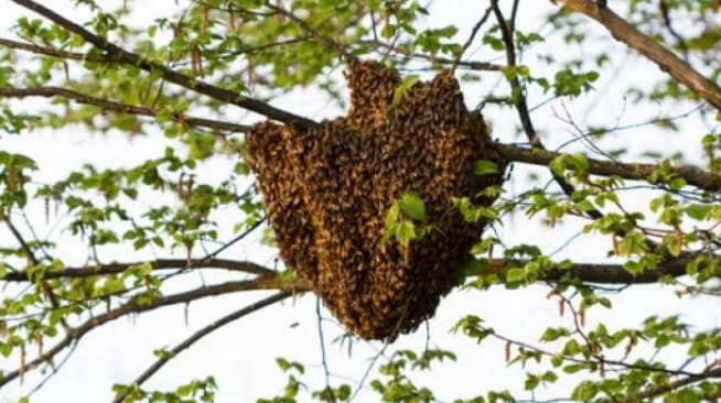 Pencari Madu Hutan di Kupang Ditemukan Tewas, Ini Penyebabnya