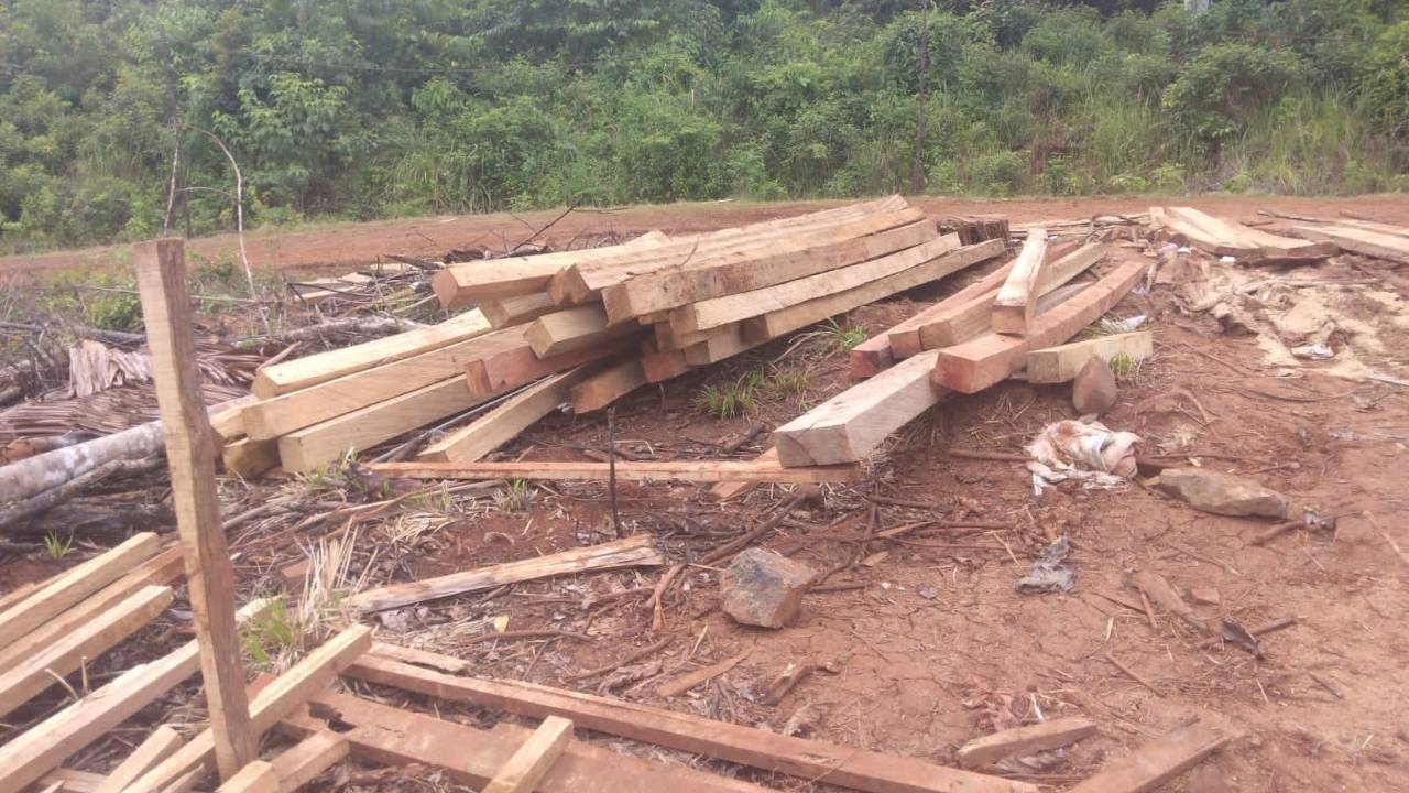 Polhut Dinas Kehutanan Sulawesi Tenggara Amankan Kayu Ilegal Hasil Tebang Liar